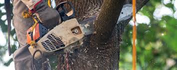 Best Hazardous Tree Removal  in Stem, NC