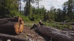 How Our Tree Care Process Works  in  Stem, NC