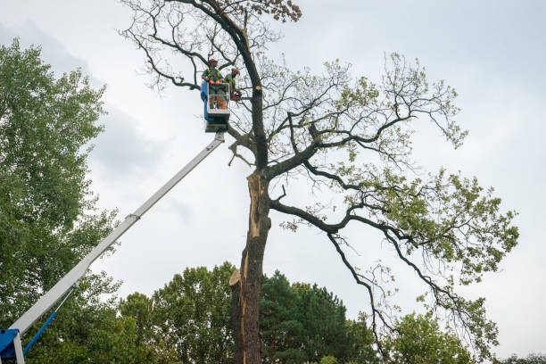 Mulching Services in Stem, NC